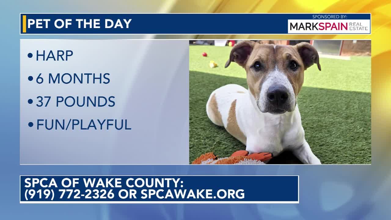 Pet of the Day for Oct. 2, 2026