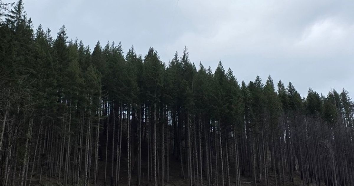 Oregon Army National Guard hoists injured logger to safety in Mount Hood National Forest