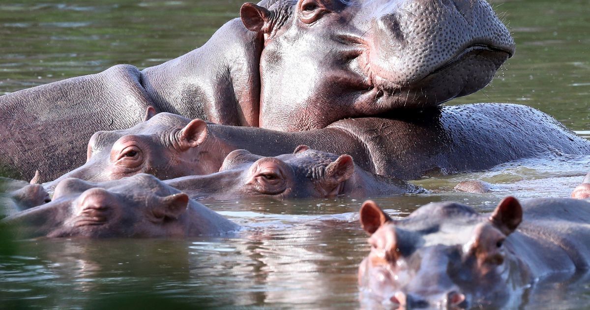 Colombia approves plan to cull dozens of wild hippos :: WRAL.com