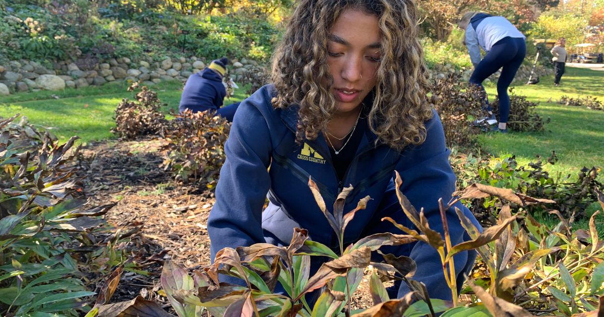 University of Michigan runners blitz campus peony garden, preparing hundreds of plants for winter
