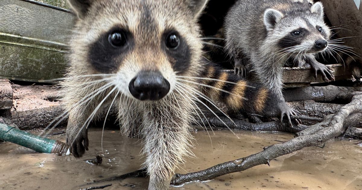 A raccoon boot camp in Mississippi teaches abandoned kits survival skills