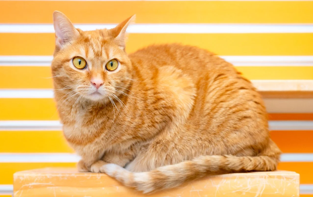 Pet of the Day for July 23, 2026