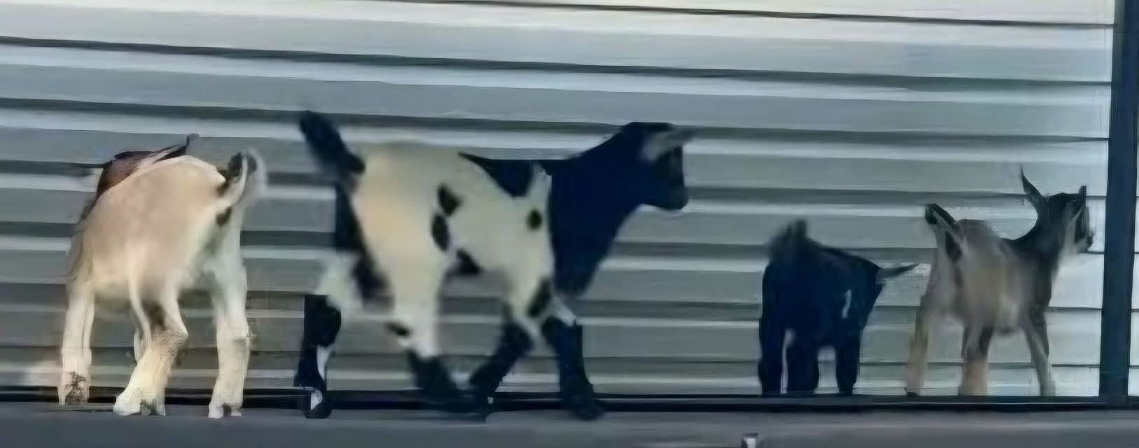 Four baby goats test positive for rabies at NC petting zoo