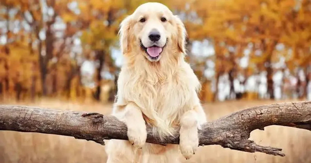 Golden Retriever is most popular dog breed in Raleigh :: WRAL.com