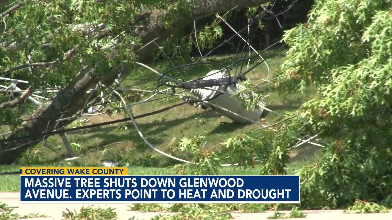 Drought, heat could be why tree toppled, knocking out power in Raleigh