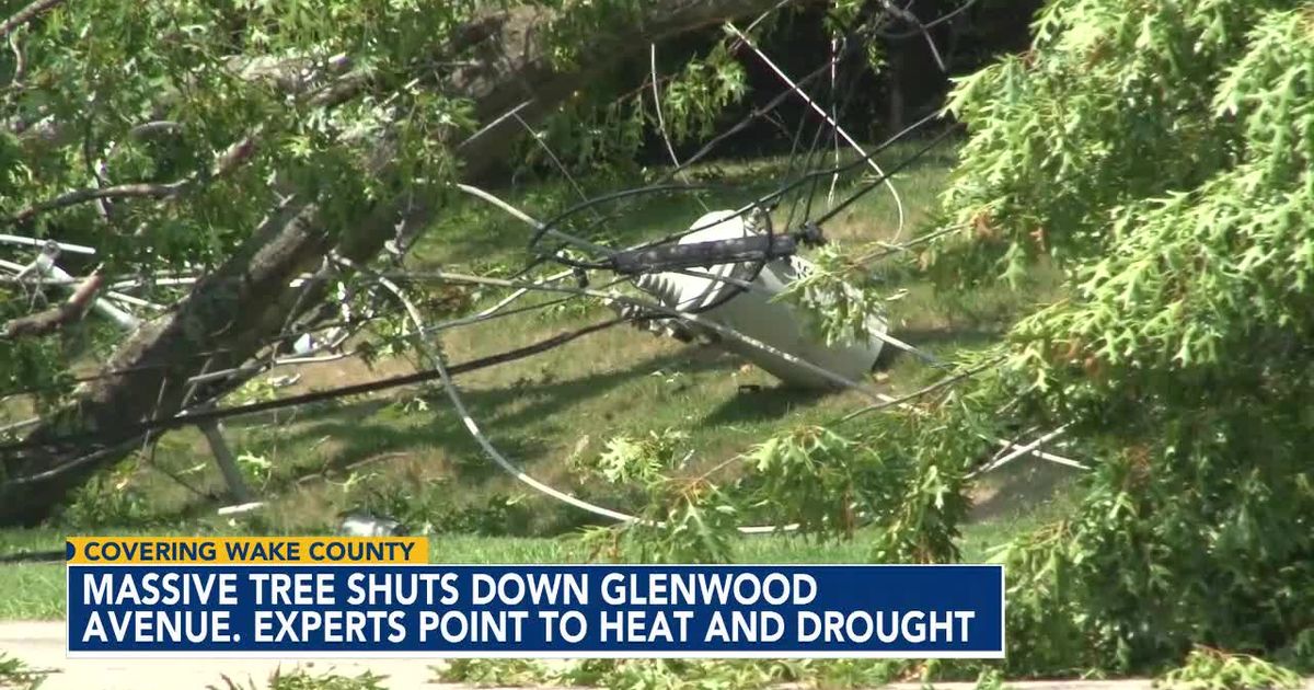 'Thirsty' tree collapses closes Glenwood Ave, crews worked overnight to reopen
