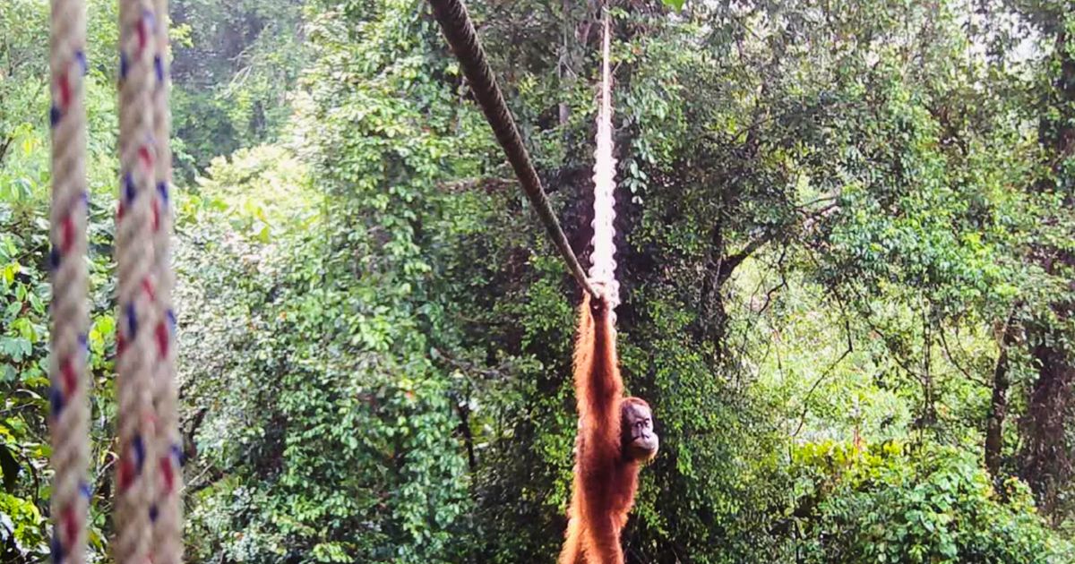 Camera trap shows Sumatra orangutan using a canopy bridge to cross a public road in Indonesia