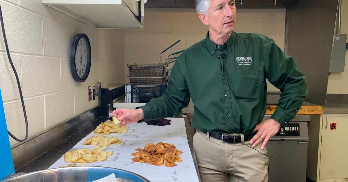 Researchers have spent decades breeding better potatoes for chips, and their work isn’t done