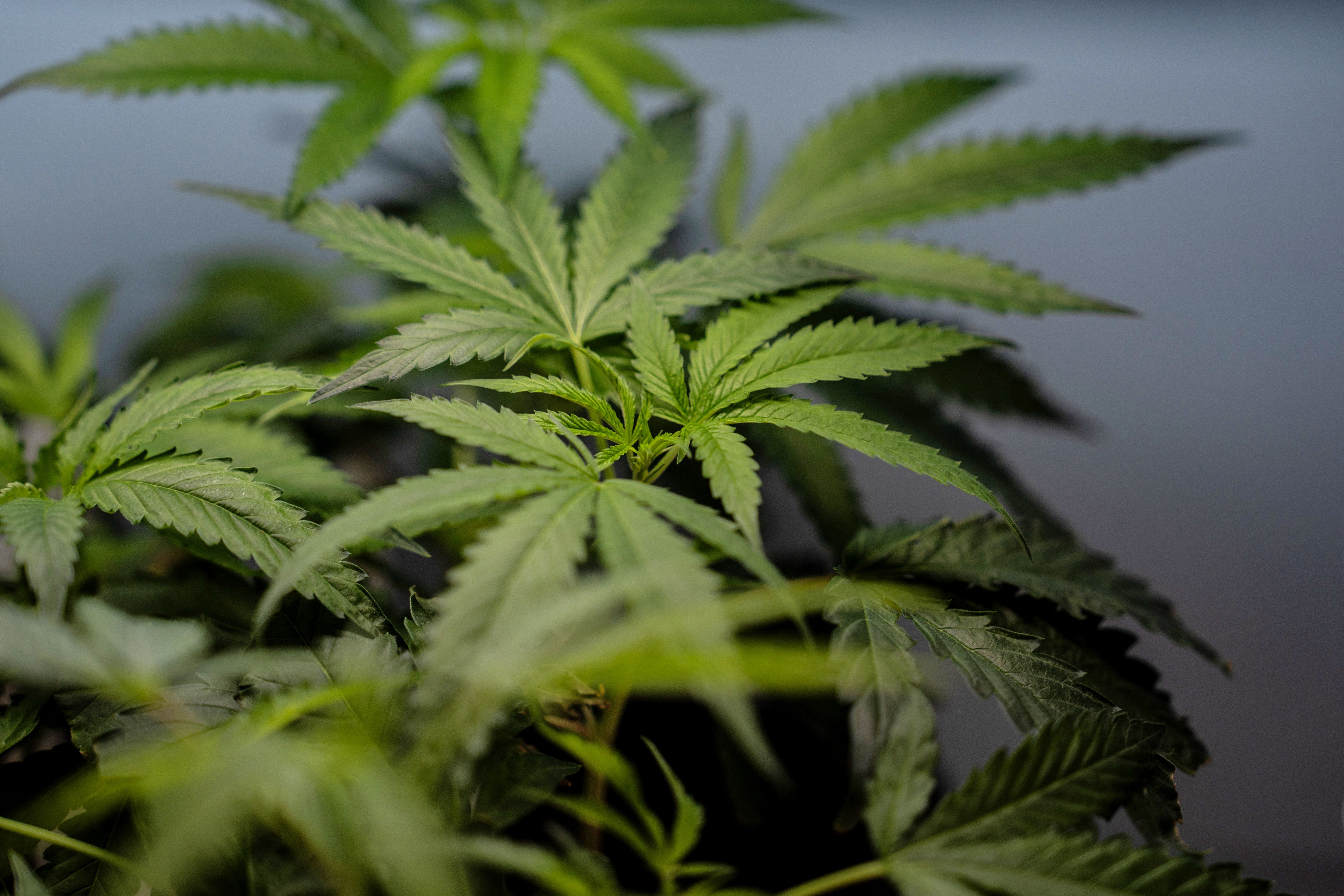 wral.com - GENE JOHNSON — Associated Press - DEA approvals could bring big tax benefits for medical marijuana businesses