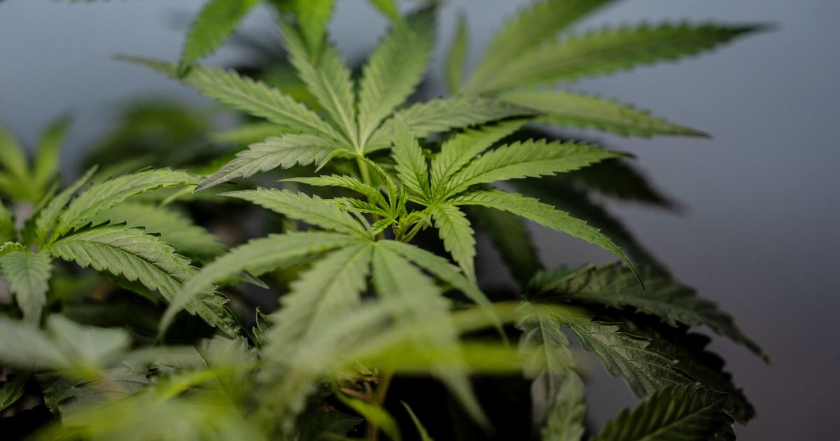DEA approvals could bring big tax benefits for medical marijuana businesses :: WRAL.com  www.wral.com