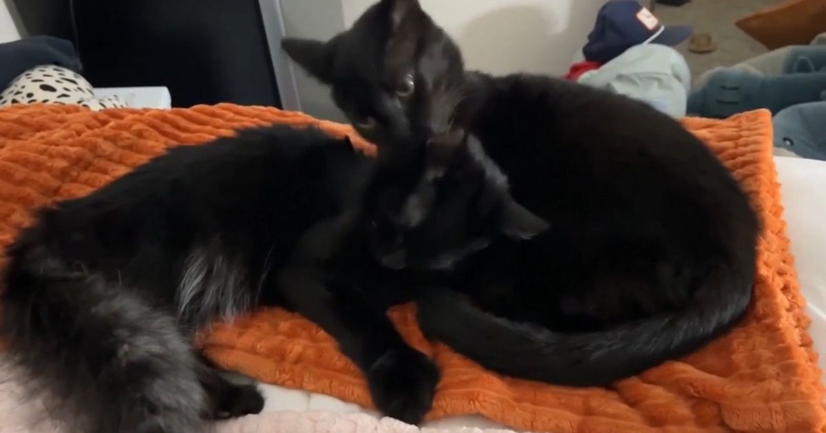 ENC rescue pauses black cat adoptions ahead of Halloween