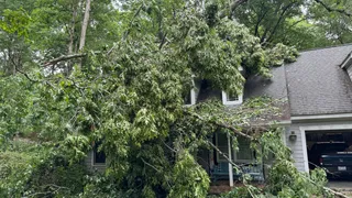 Trees take out Wake County woman's home, truck. Is 'falling limb syndrome' to blame?