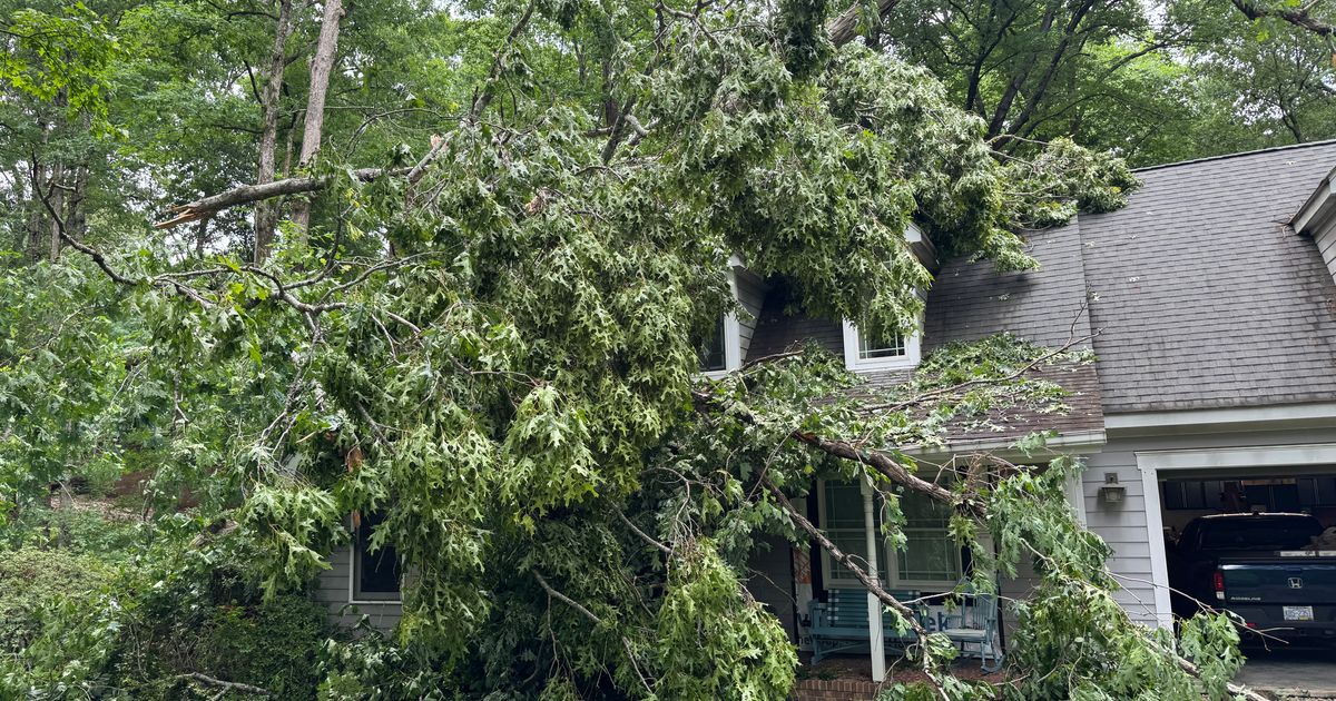 Trees take out Wake County woman's home, truck. Is 'falling limb syndrome' to blame?