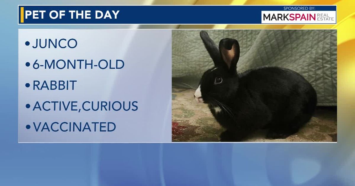 Pet of the Day for Aug. 9, 2026