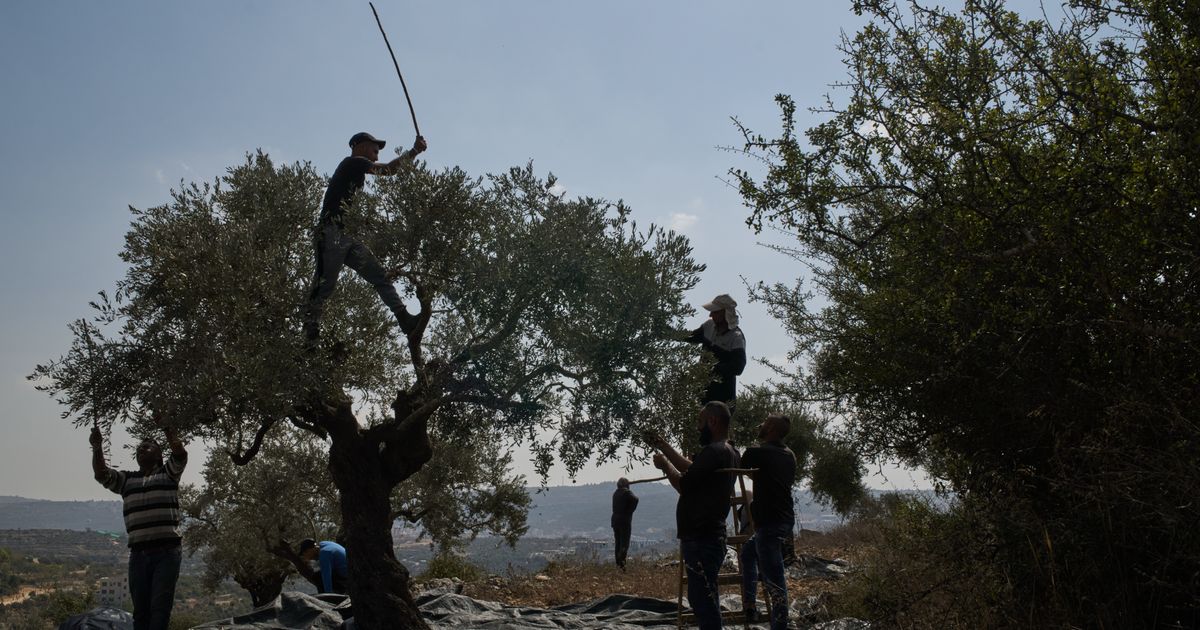 Israeli settlers attack Palestinians during olive harvest, and other Middle East developments
