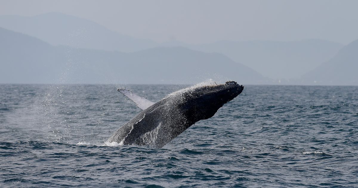 Sightings of humpback whales surge in Rio de Janeiro, fueling demand for whale-watching trips