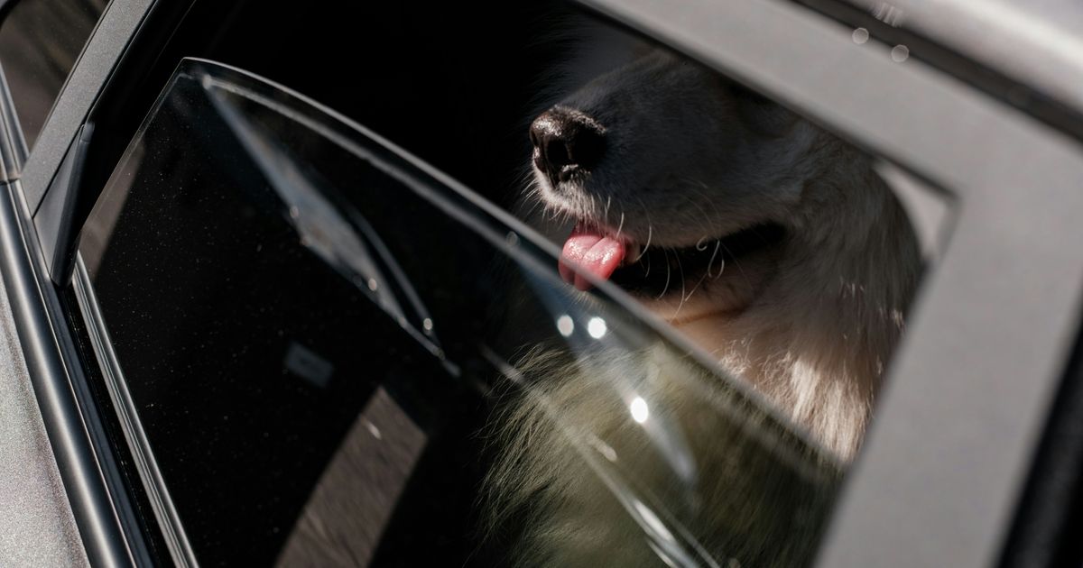 Dog's death in hot car highlights an increase in animal cruelty cases in Raleigh and Cary