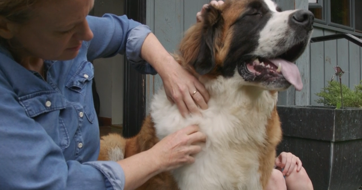 Pet Problems 101: 5 On Your Side has simple fixes for skunk spray, fleas and pet hair