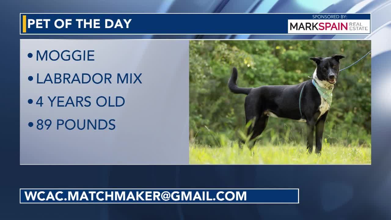 Pet of the Day for June 30, 2026