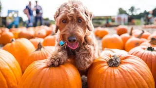 Pumpkin patches, fall and Halloween events in NC