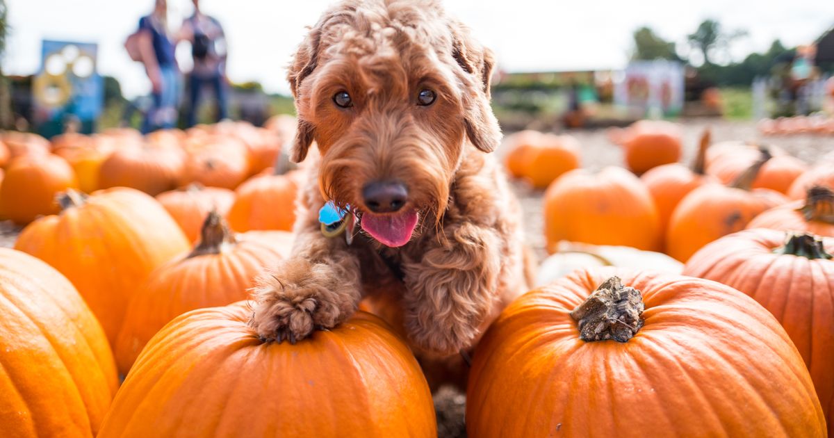 Pumpkin patches, fall and Halloween events in NC