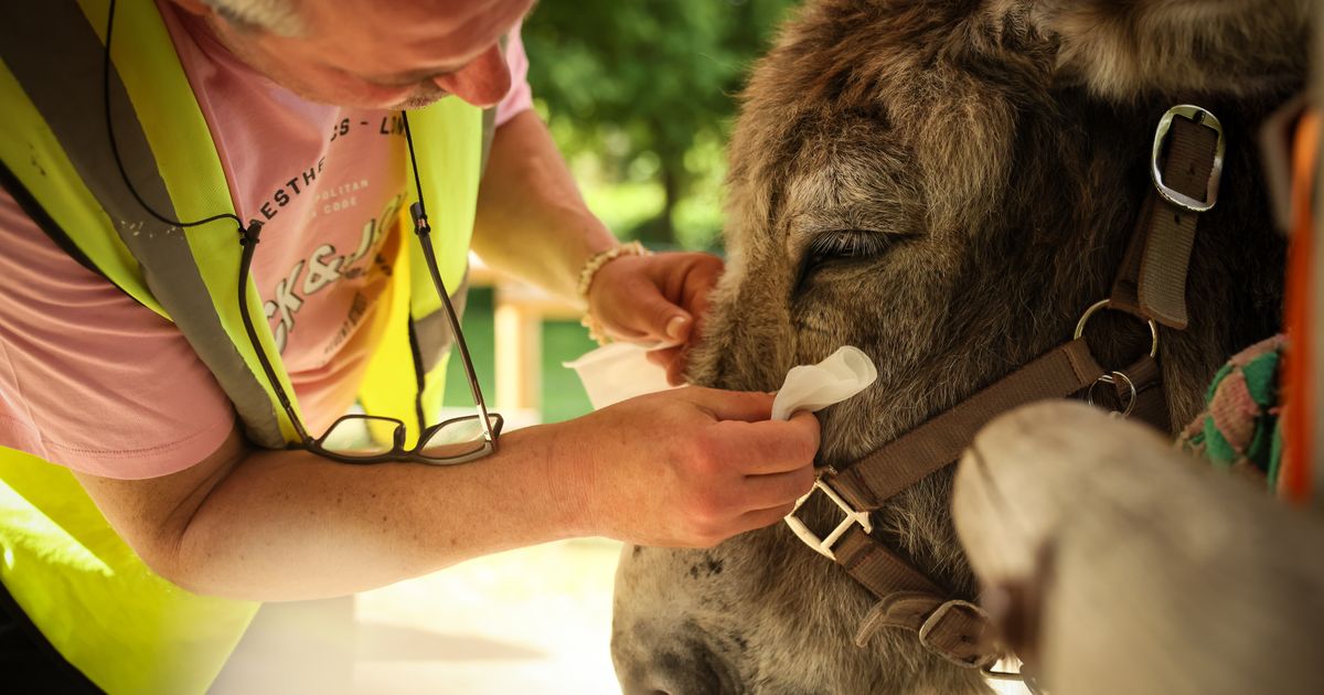 Patients find help with therapy donkeys at psychiatric hospital near Paris