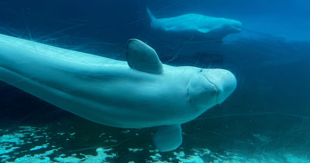 Canadian government endorses a plan to move whales from shuttered Marineland park to US and Spain