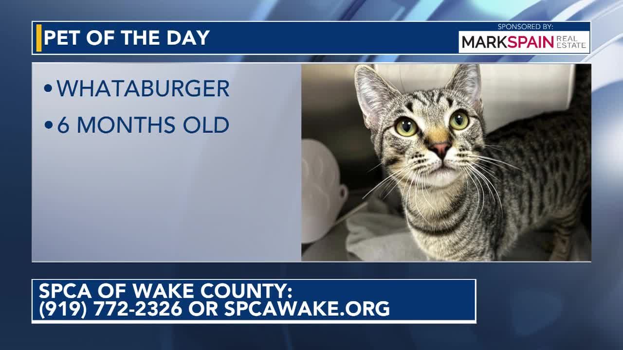 Pet of the Day September 11 2026