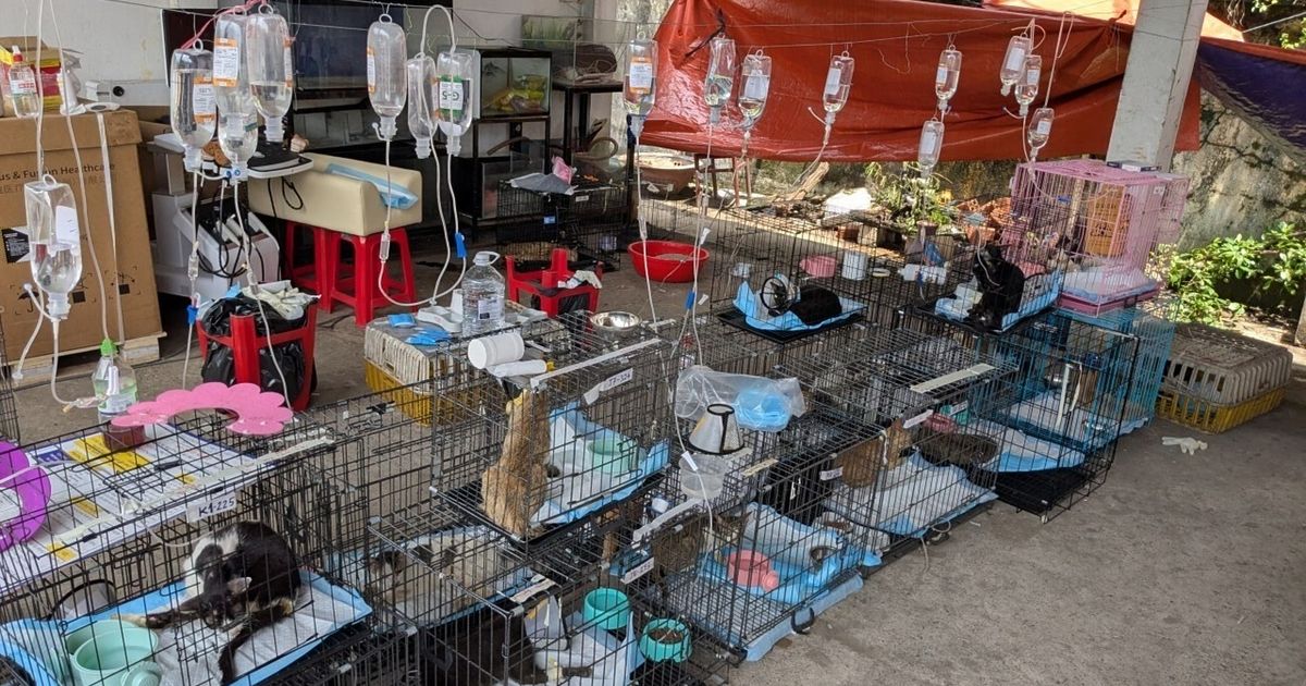 Police rescue hundreds of cats from being eaten in Vietnam with bust of major animal theft ring