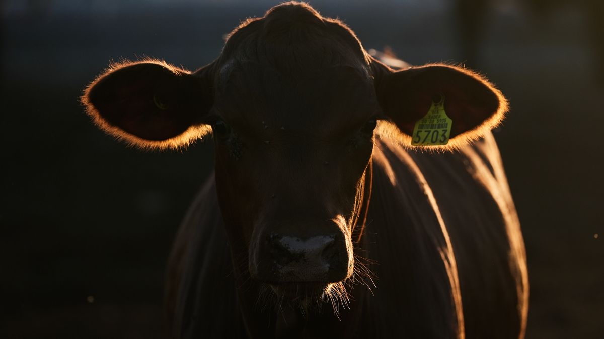 With tighter checks for flesh-eating screwworm, a border crossing ...