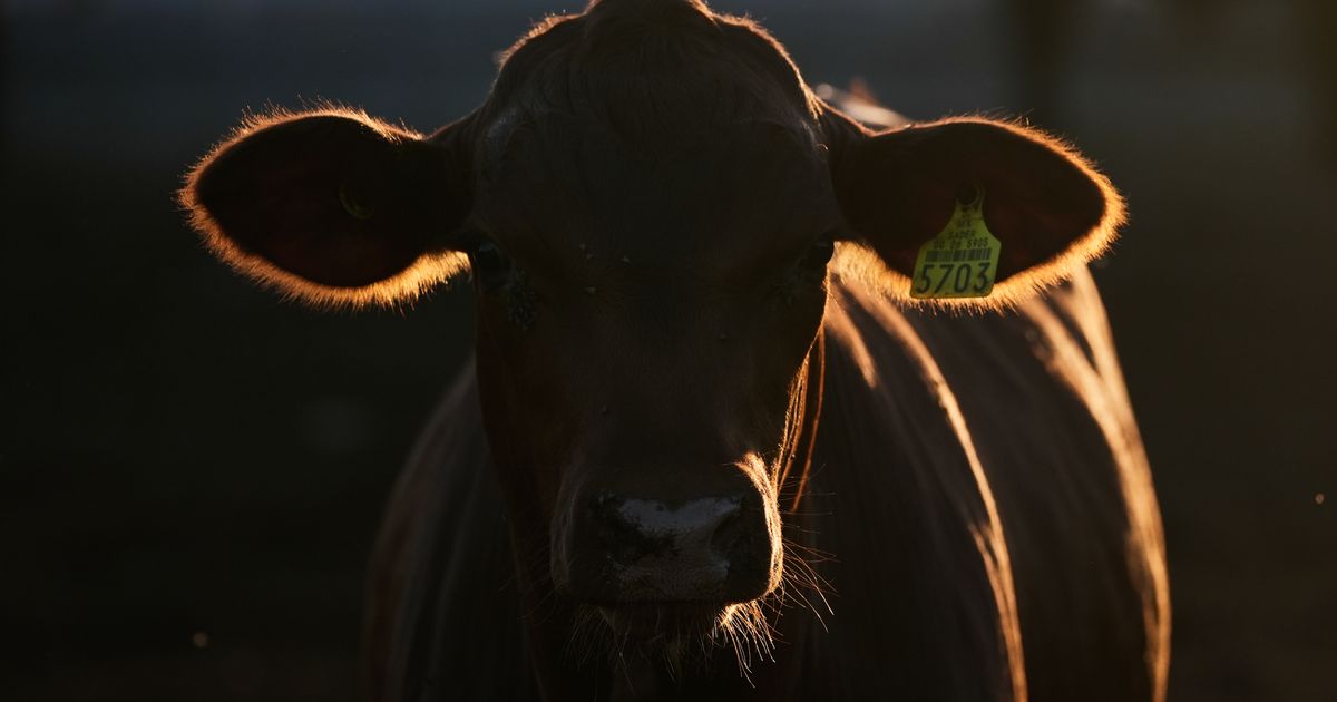 With tighter checks for flesh-eating screwworm, a border crossing ...