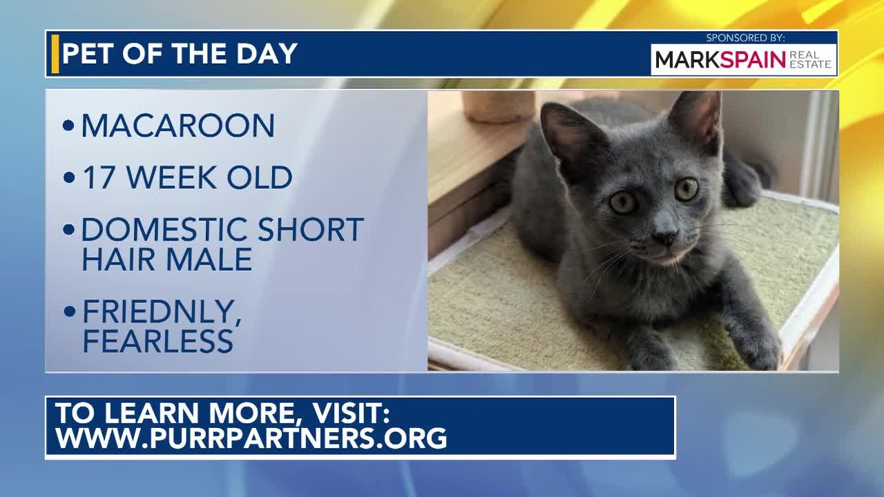 Pet of the Day: July 26, 2026