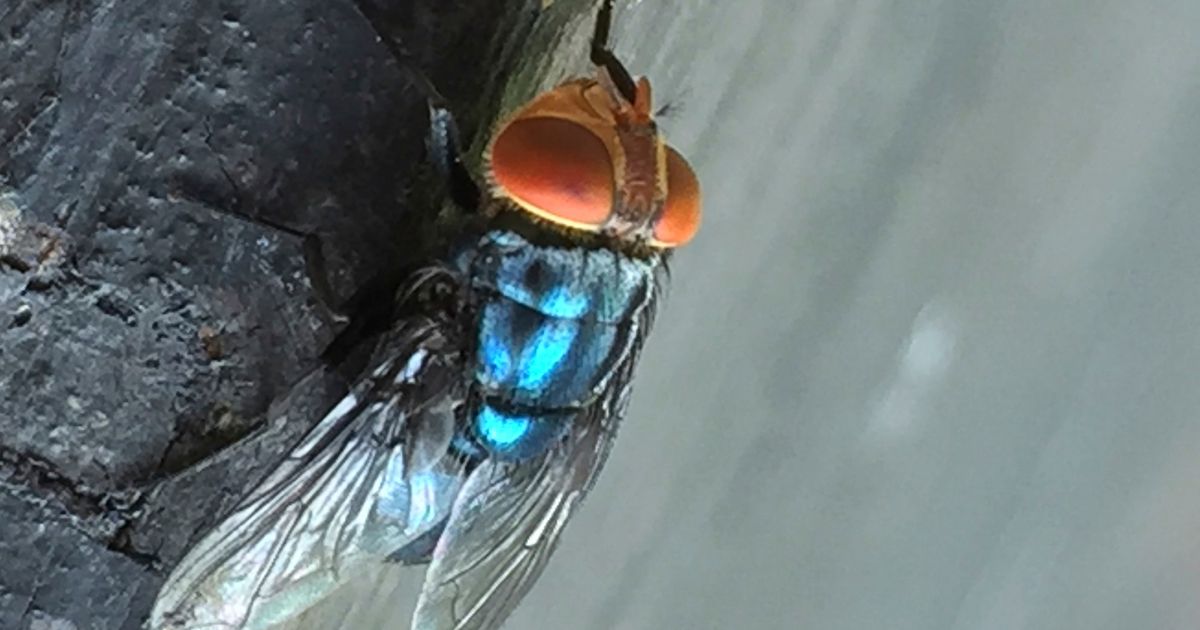 Officials have a suspected case of the New World screwworm fly in south Texas, the USDA says