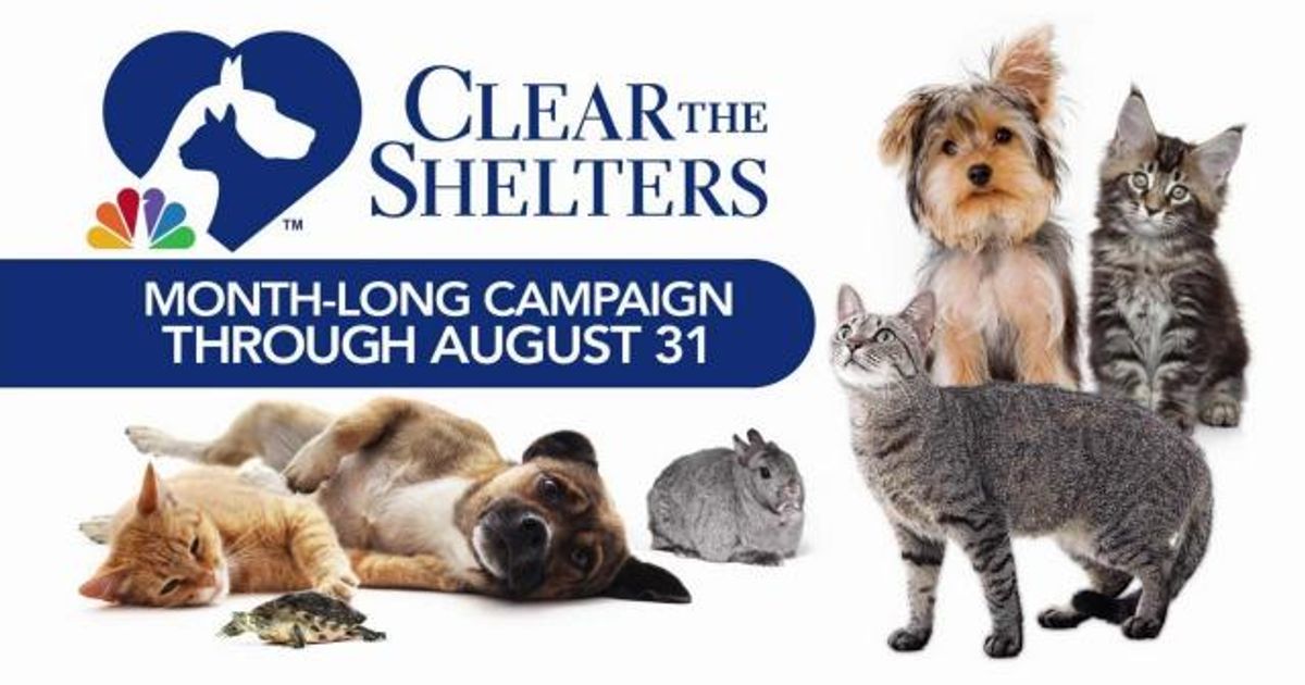 Clear the Shelters: WRAL, NBC and local animal shelters pet adoption month