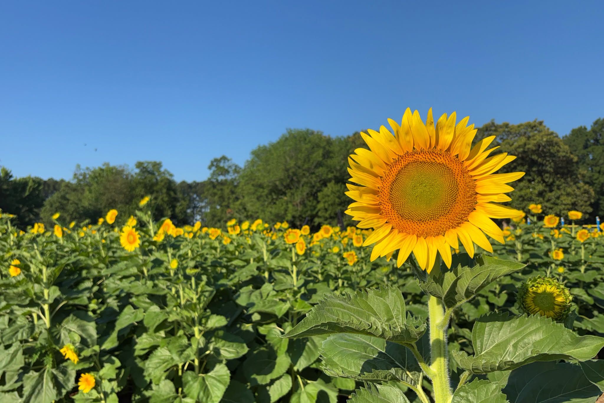 Dix Park to hold Sunflower Celebration on Saturday as sunflowers start to bloom