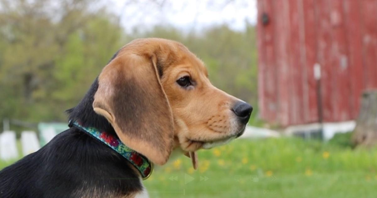 1,500 beagles will get new lives, warm laps after release from research facility