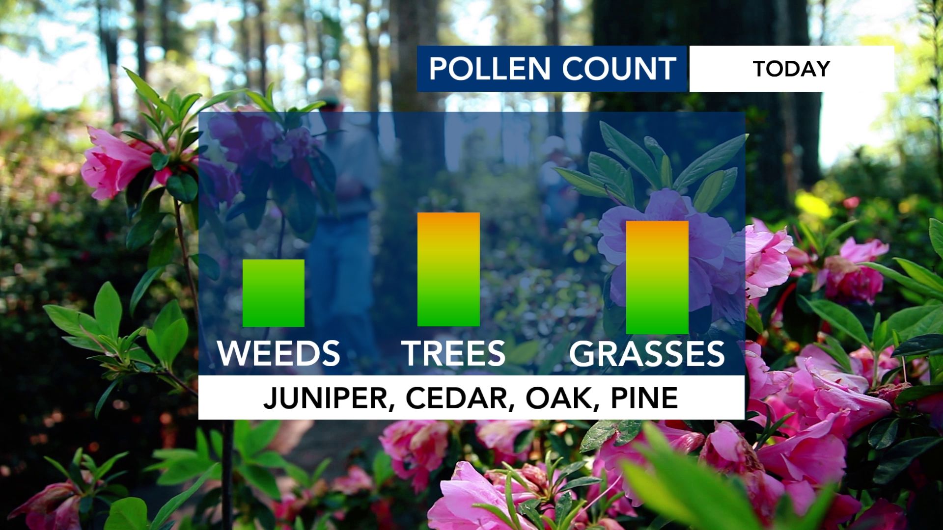 Ask the Meteorologist: Why are Bradford pear trees more than just a ...