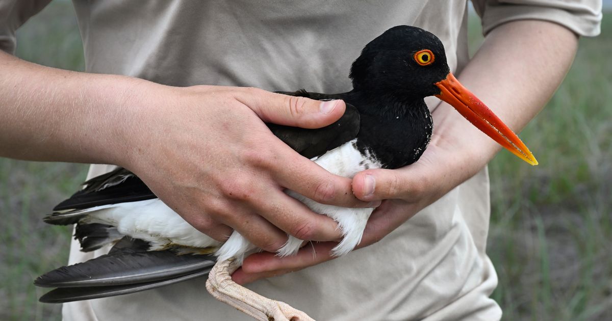 Oystercatchers, known for sharp bills and beady eyes, are making a comeback thanks to conservation