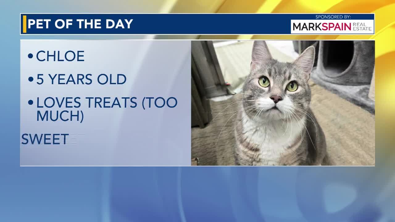 Meet Chloe: Your future feline friend from SPCA Wake County