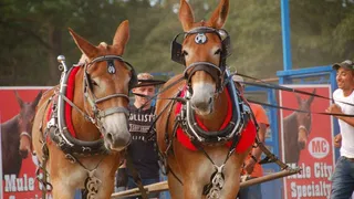 Weekend best bets: Benson Mule Days, fall festivals, Lil Wayne