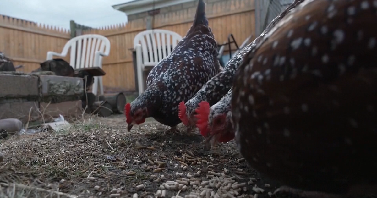 Dare County reports first bird flu case in backyard flock of chickens