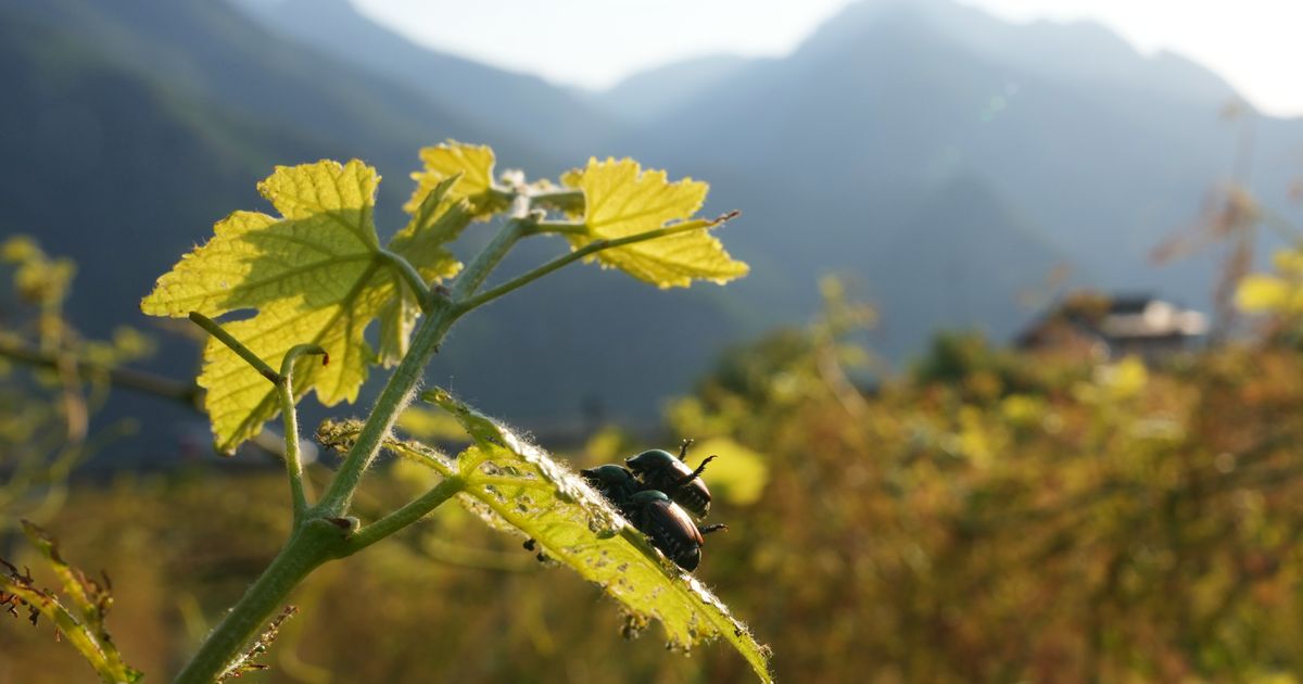 Japanese beetle advances through northern Italy's vineyards and orchards, frustrating farmers