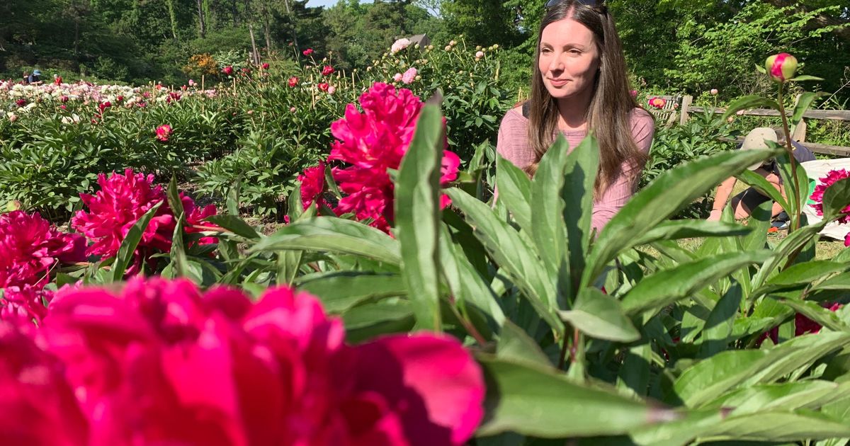 Tens of thousands are making annual peony pilgrimage to University of Michigan's garden