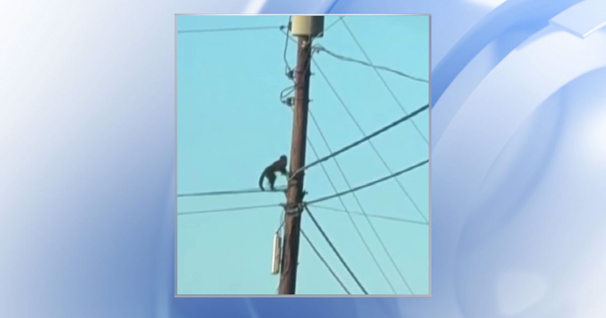 Escaped Capuchin monkey in Iredell County was hit by a car, officials