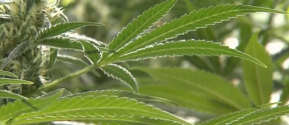 wral.com - Will Doran and Paul Specht, WRAL state government reporters - Poll: NC adults want more curbs on data centers, fewer on marijuana. Lawmakers are doing otherwise
