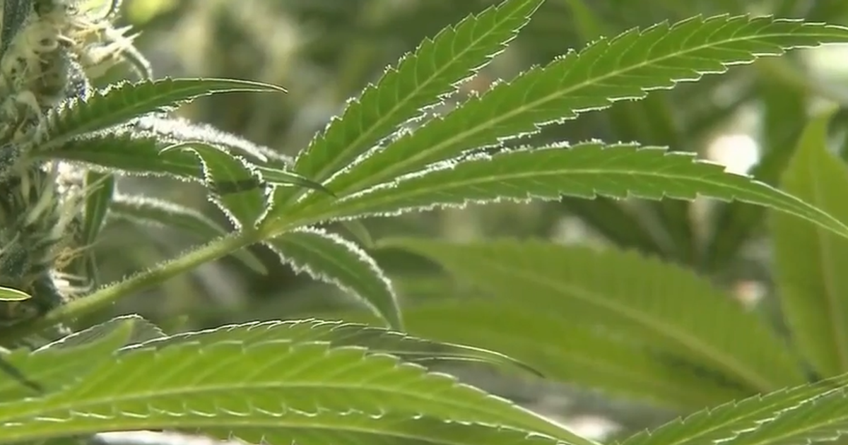 Poll: NC adults want more curbs on data centers, fewer on marijuana ...