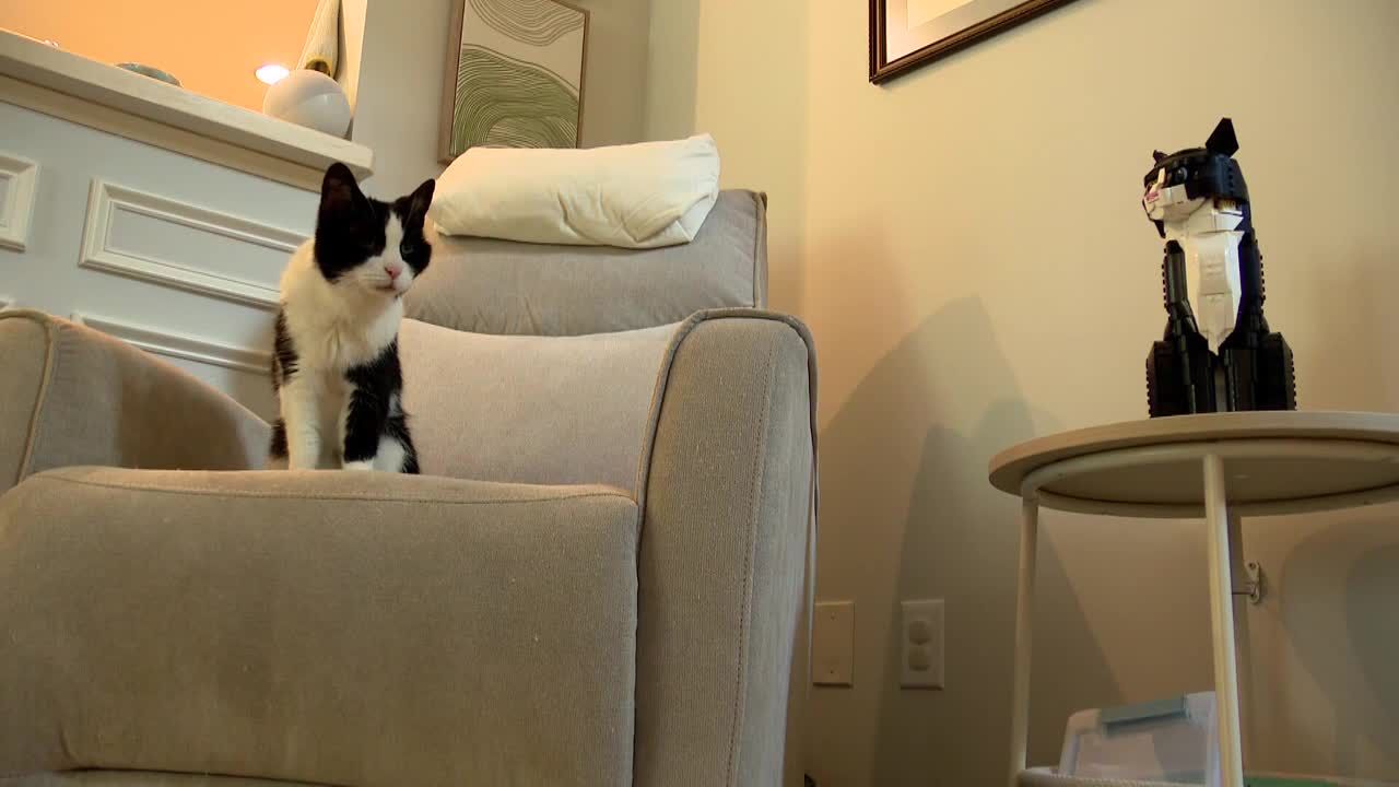 Tar Heel Traveler: North Carolina's oldest cat