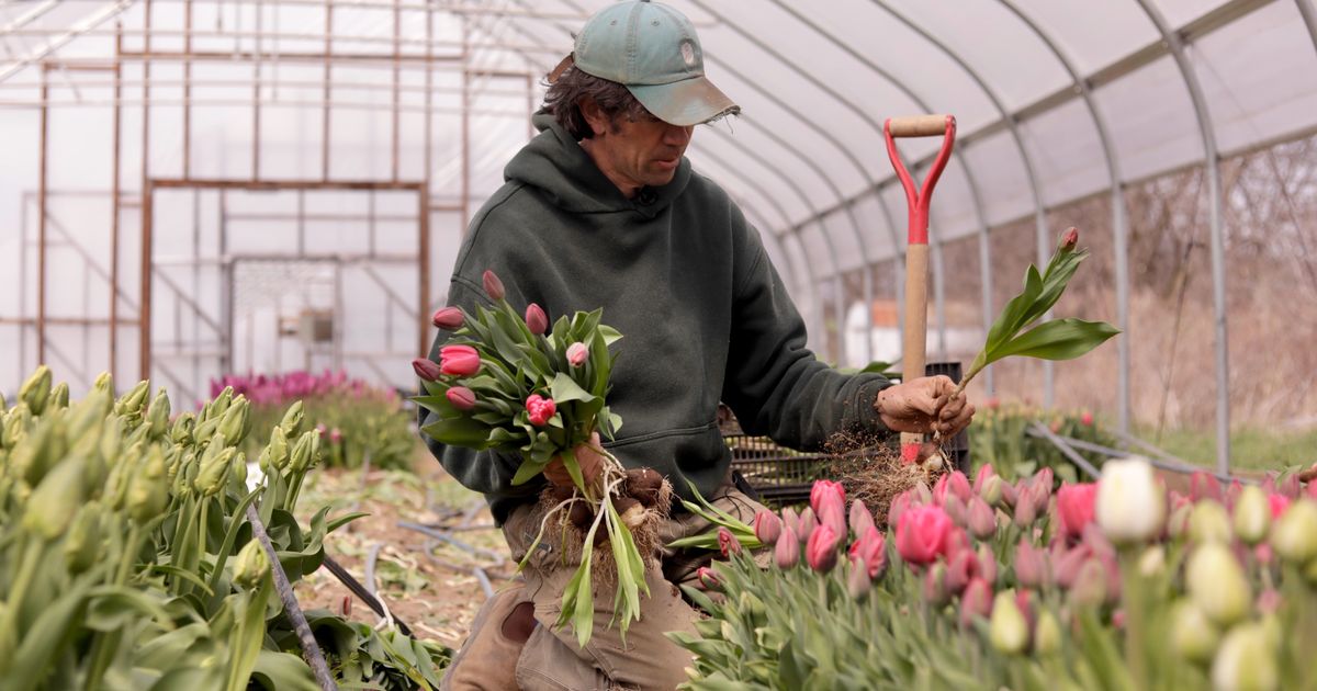 Northeast flower and fruit farmers grapple with whiplash weather