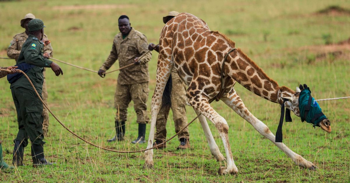 Giraffes given a new home in Uganda to escape oil drilling in the country's largest park