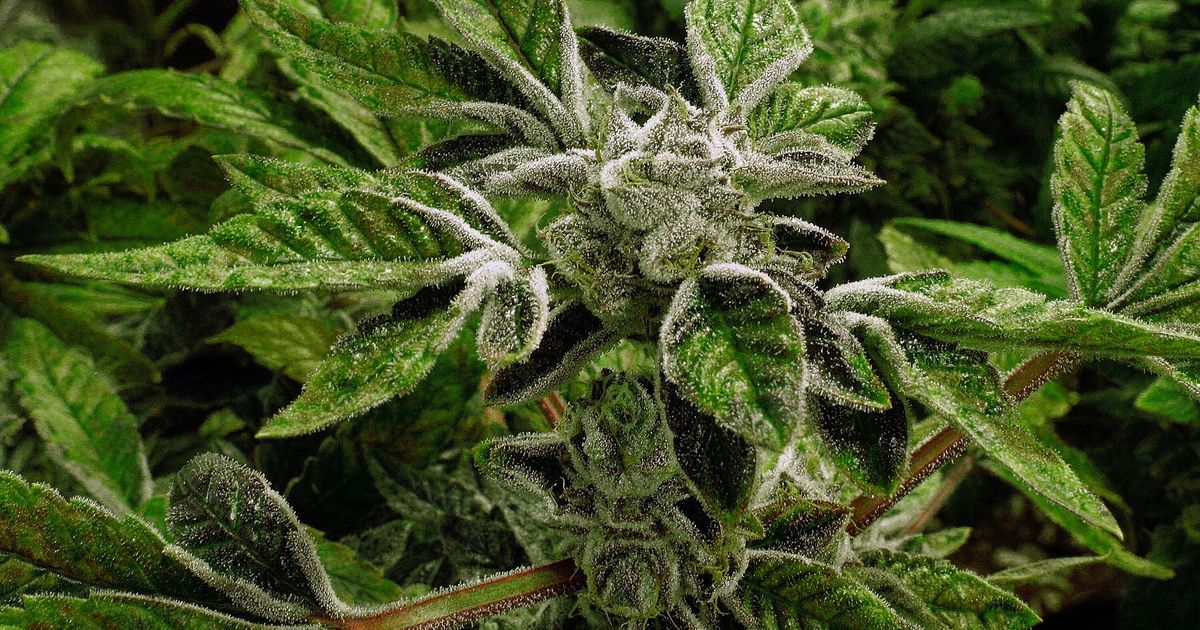 Trump reclassifies state-licensed medical marijuana as a less-dangerous drug in a historic shift